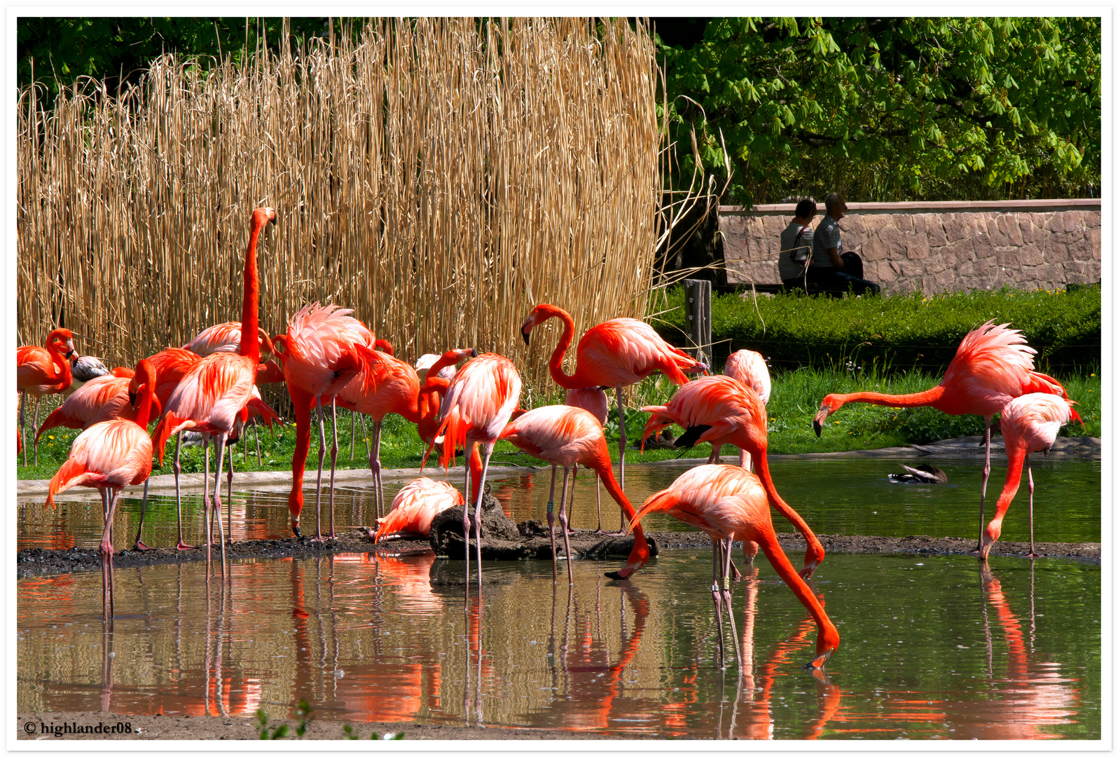 Flamingos, garantiert Farbecht ! 