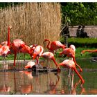 Flamingos, garantiert Farbecht ! 