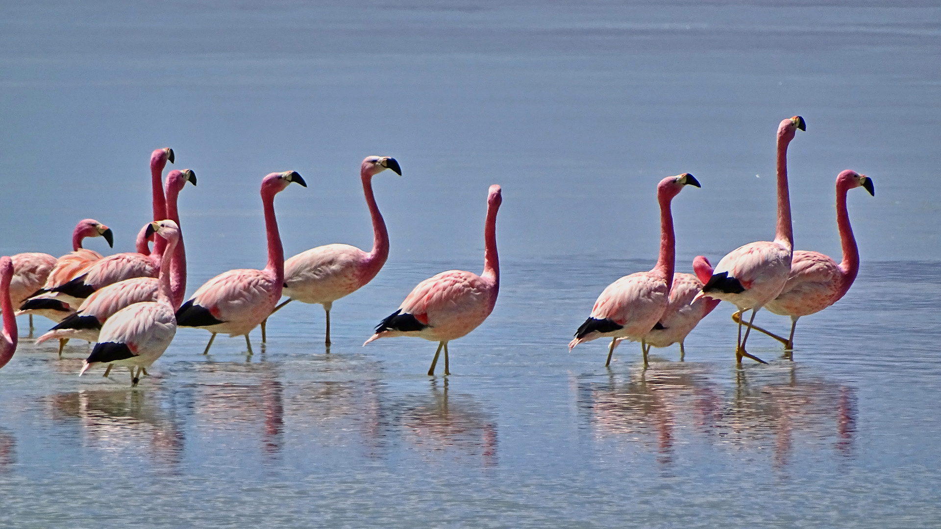 Flamingos gespiegelt