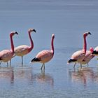 Flamingos gespiegelt