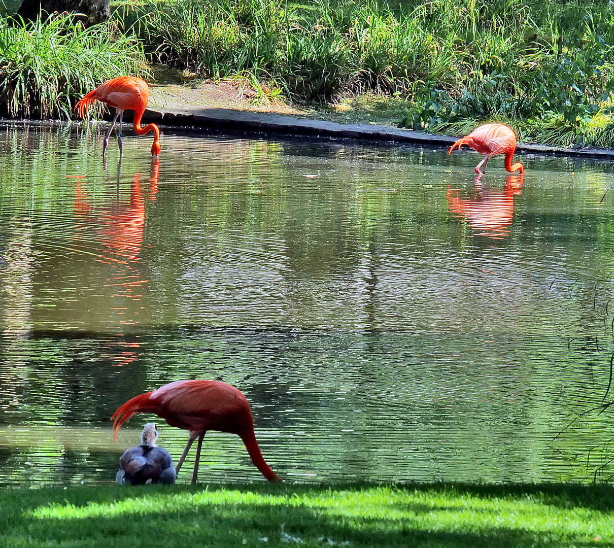 Flamingos gespiegelt....