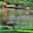 Flamingos gespiegelt....
