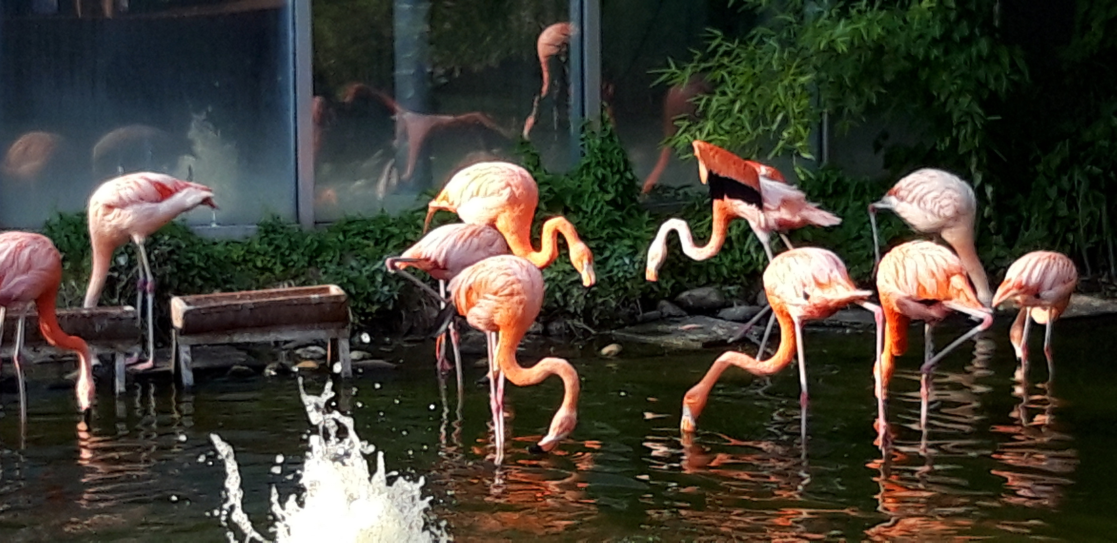 Flamingos, graziöse Vögel