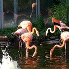 Flamingos, graziöse Vögel