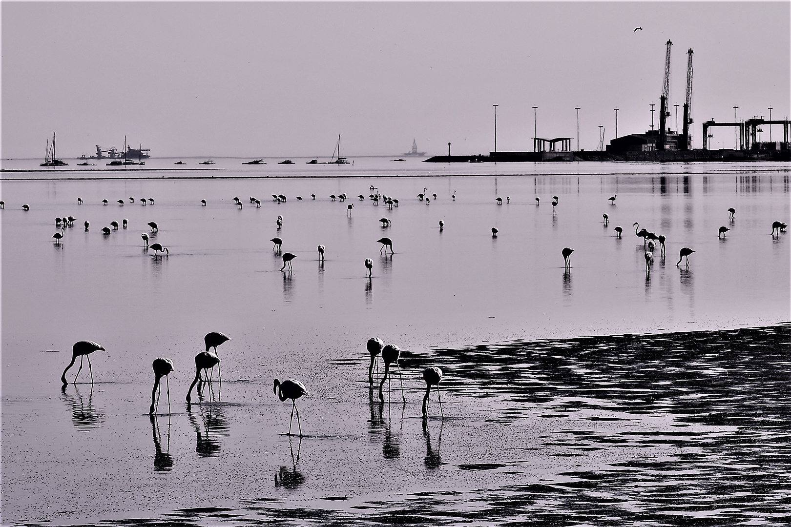 Flamingos ,Hafen,Schiffe.Bohrinsel,,,,