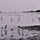 Flamingos ,Hafen,Schiffe.Bohrinsel,,,,