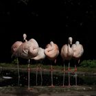 Flamingos halten Siesta