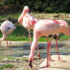 Flamingos I