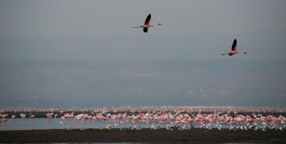 Flamingos II, Lake Nakuru, Kenia