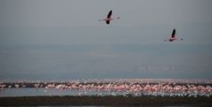 Flamingos II, Lake Nakuru, Kenia