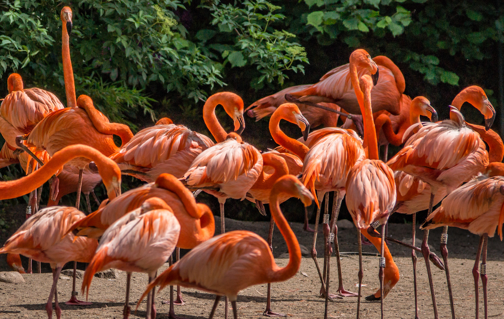 Flamingos II - Vogelpark Walsrode