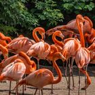 Flamingos II - Vogelpark Walsrode