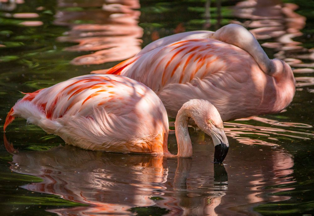 Flamingos III - Vogelpark Walsrode