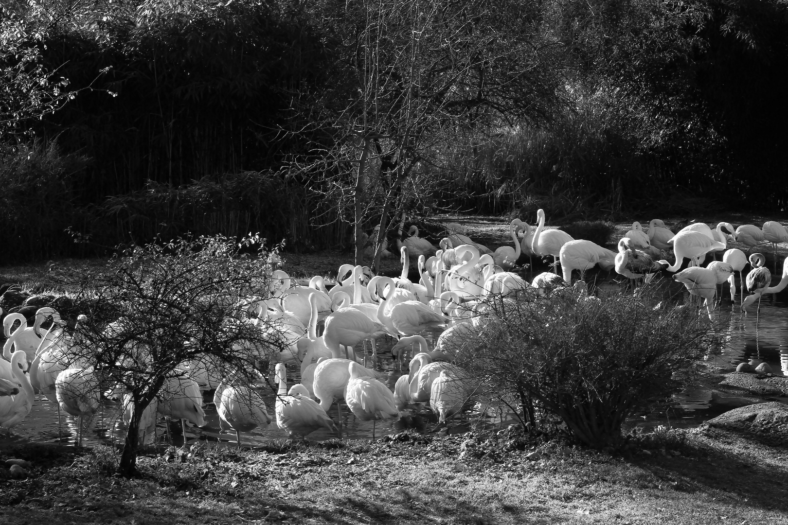 Flamingos im Abendlicht