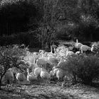 Flamingos im Abendlicht