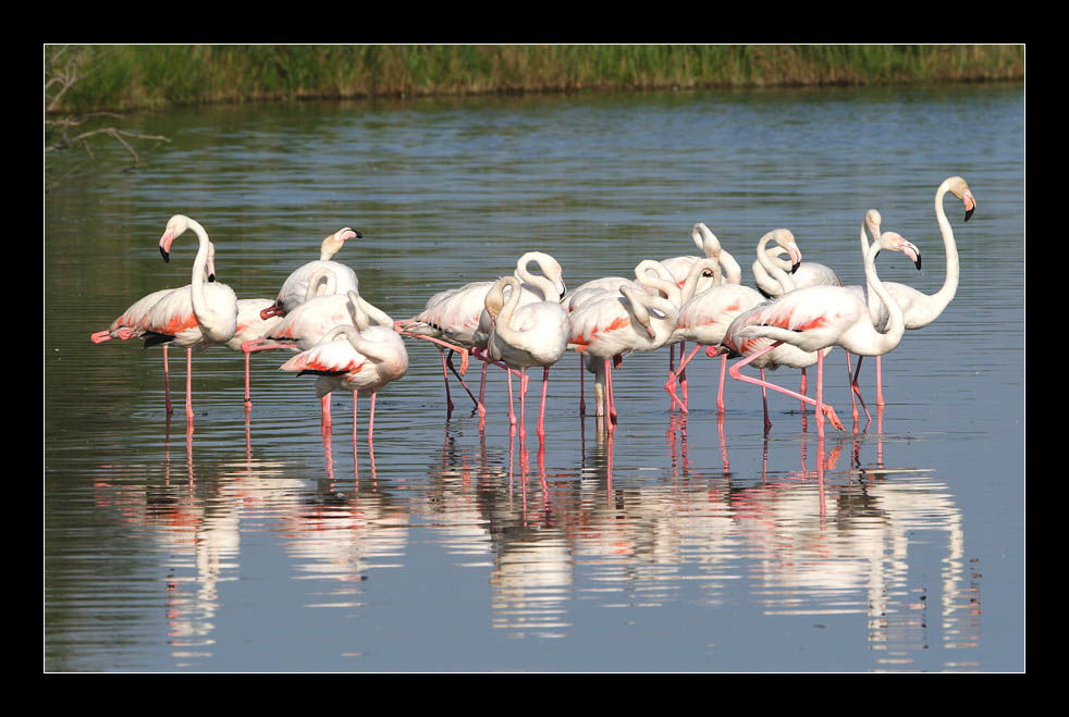 Flamingos im Abendlicht