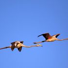 Flamingos im Abendlicht