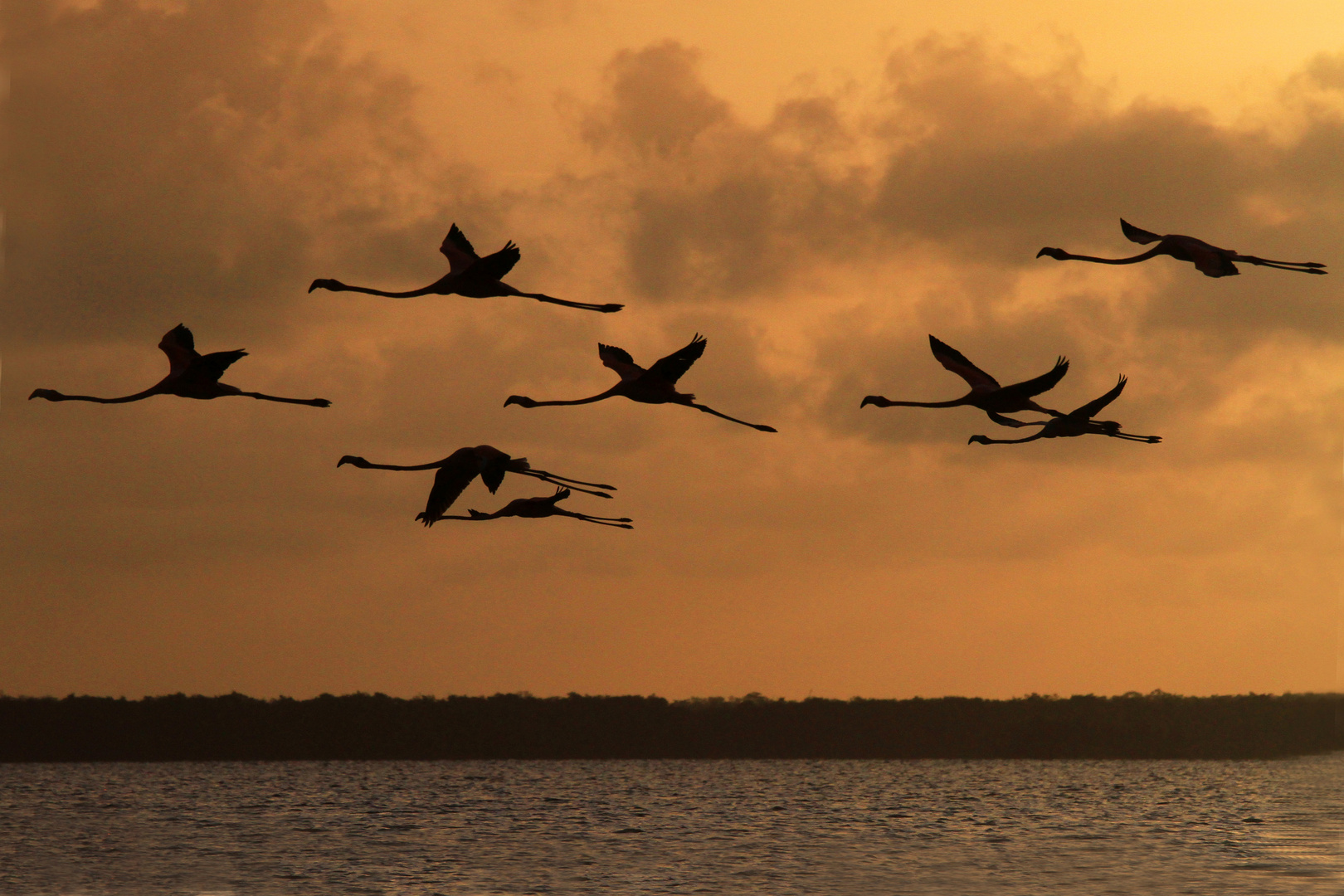 Flamingos im Abendlicht, Pigi Pan Nationalpark, Surinam