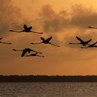 Flamingos im Abendlicht, Pigi Pan Nationalpark, Surinam