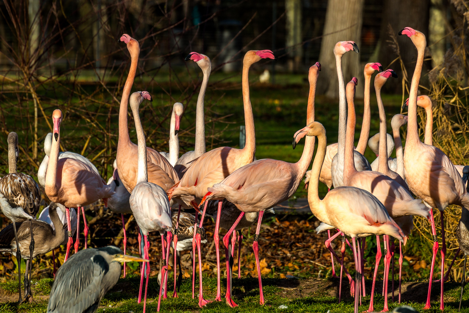 Flamingos im Abendrot