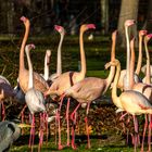 Flamingos im Abendrot