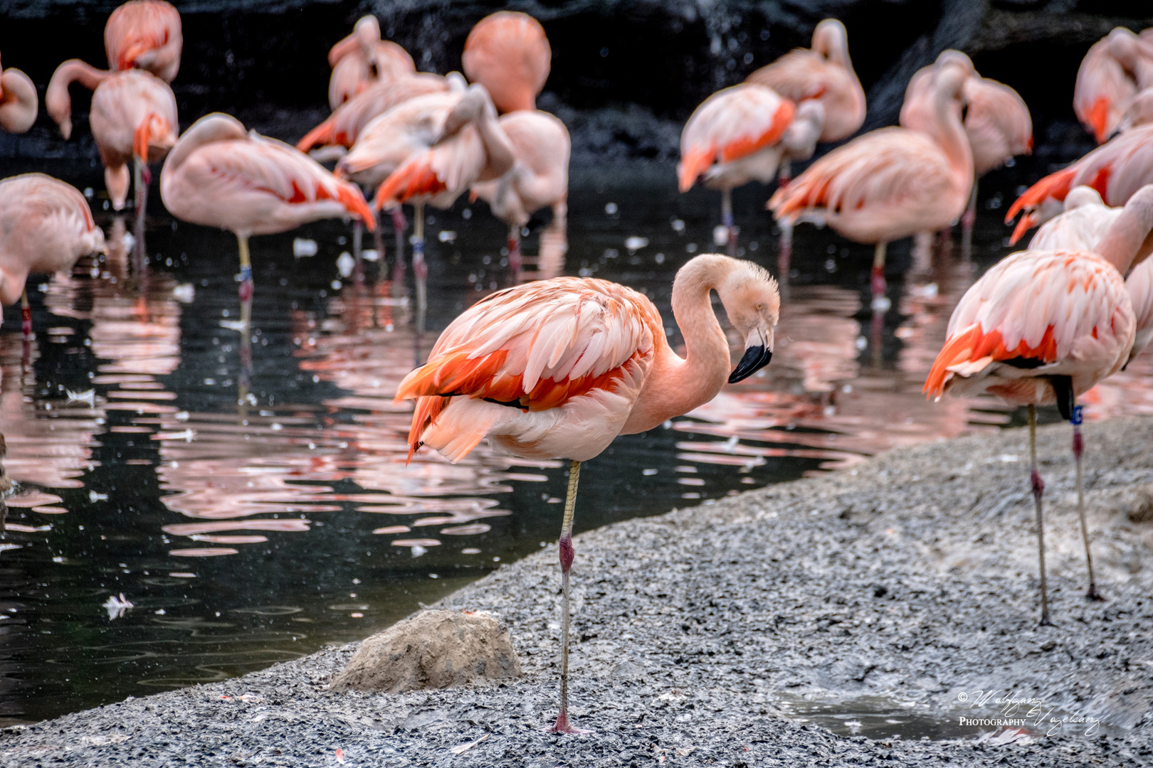 Flamingos im Abendschein