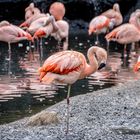 Flamingos im Abendschein