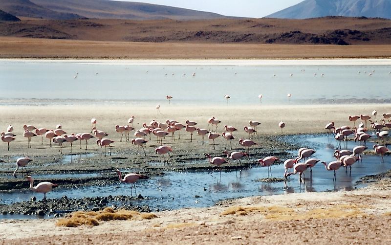 Flamingos im Altiplano (Bolivien)