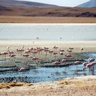 Flamingos im Altiplano (Bolivien)
