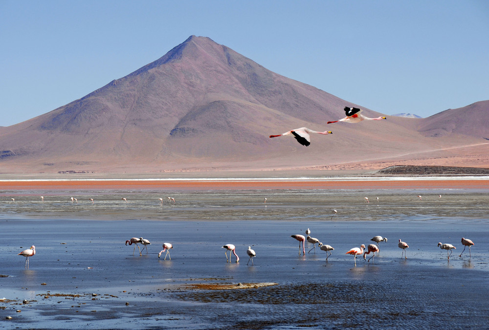 Flamingos im Altiplano, Bolivien, auf 4'000 müM.