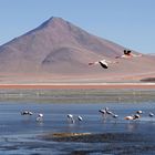 Flamingos im Altiplano, Bolivien, auf 4'000 müM.