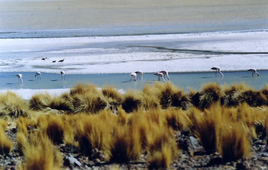 Flamingos im Altiplano II (Bolivien)