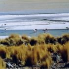 Flamingos im Altiplano II (Bolivien)