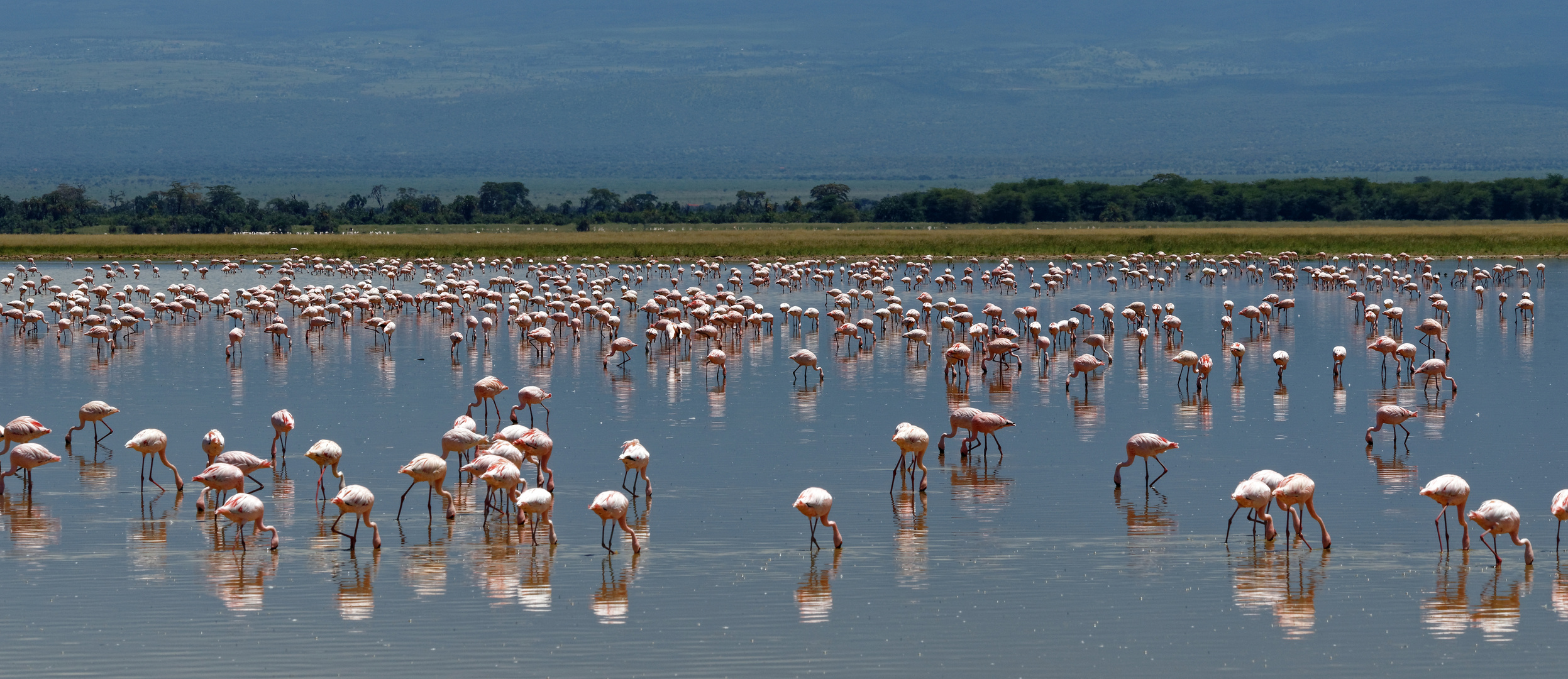 Flamingos im Amboseli