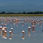 Flamingos im Amboseli