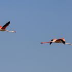 Flamingos im Anflug