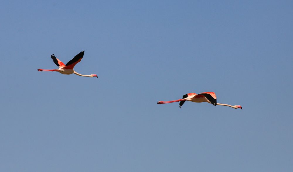 Flamingos im Anflug