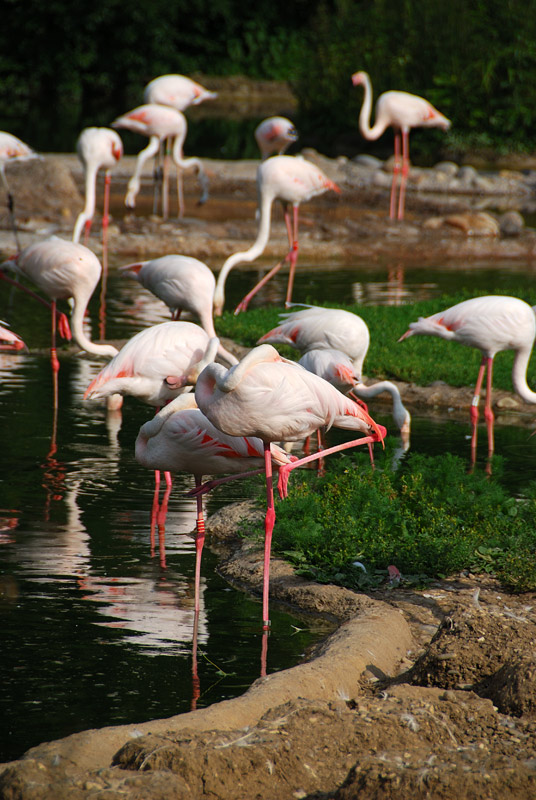 Flamingos im Basler Zoo