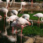 Flamingos im Basler Zoo