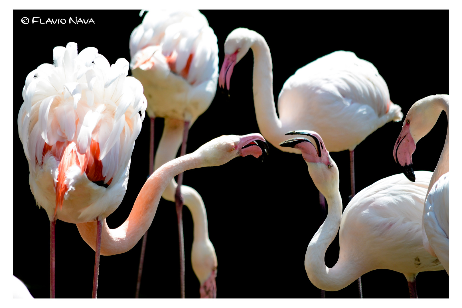 Flamingos im Dählhölzli