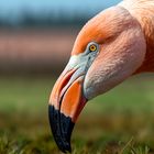 Flamingos im Diepholzer Moor