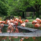 Flamingos im Dredener Zoo