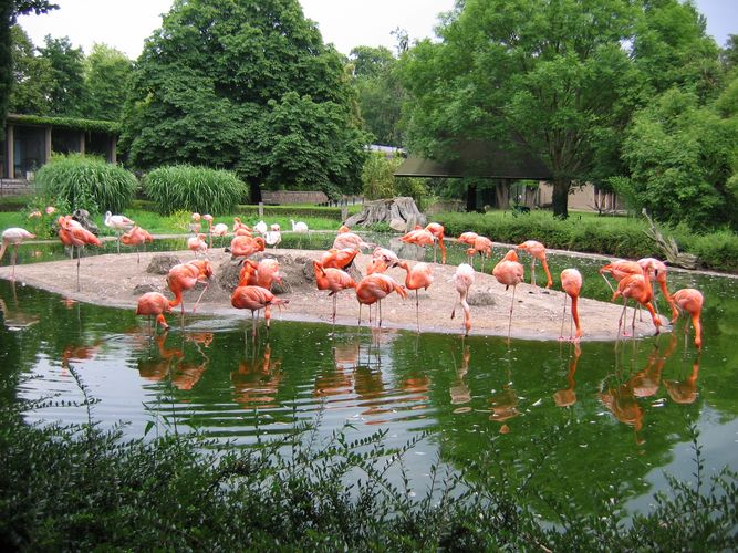 Flamingo´s im Dresdener Zoo