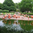 Flamingo´s im Dresdener Zoo