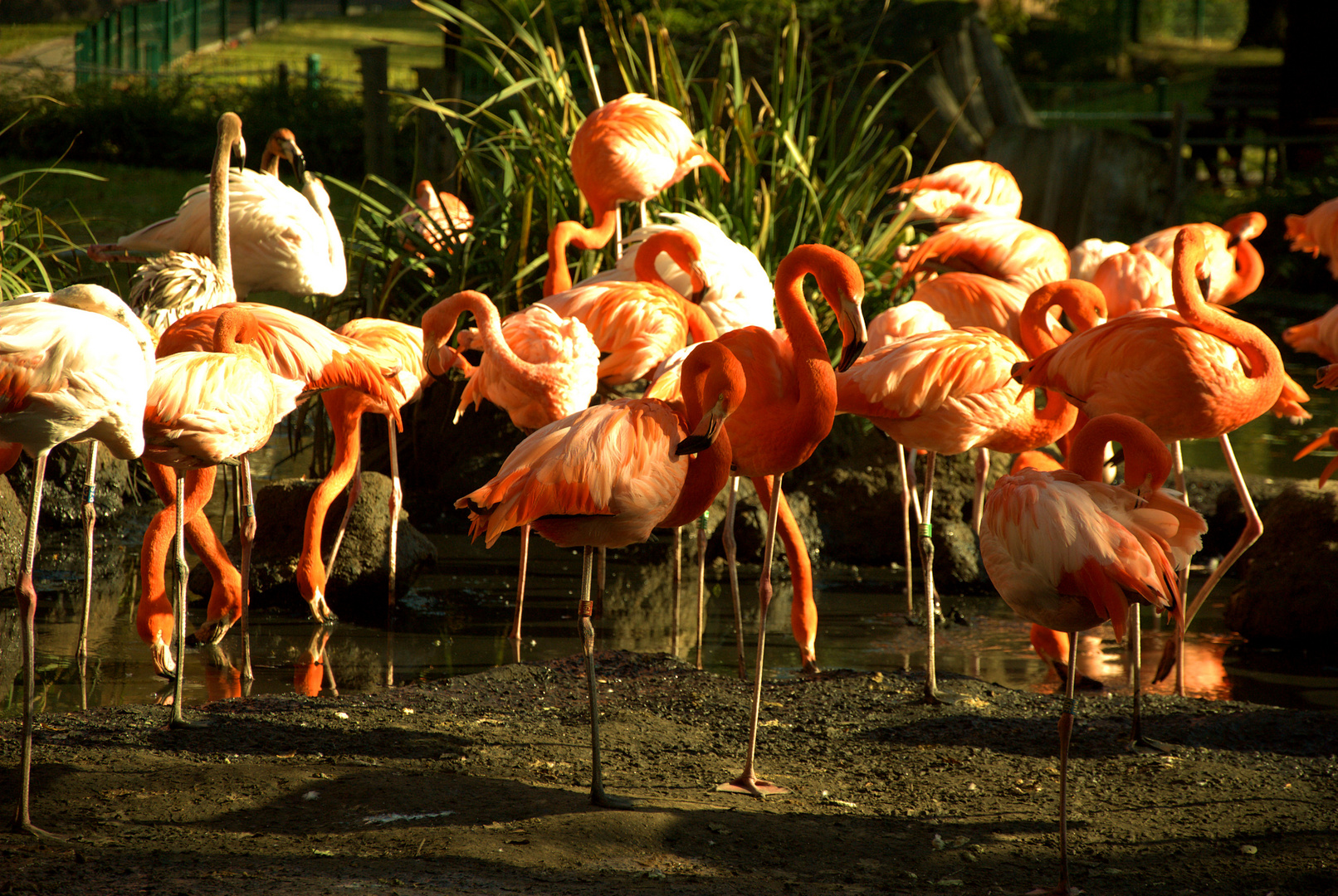 Flamingos im Dresdner Zoo