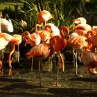 Flamingos im Dresdner Zoo