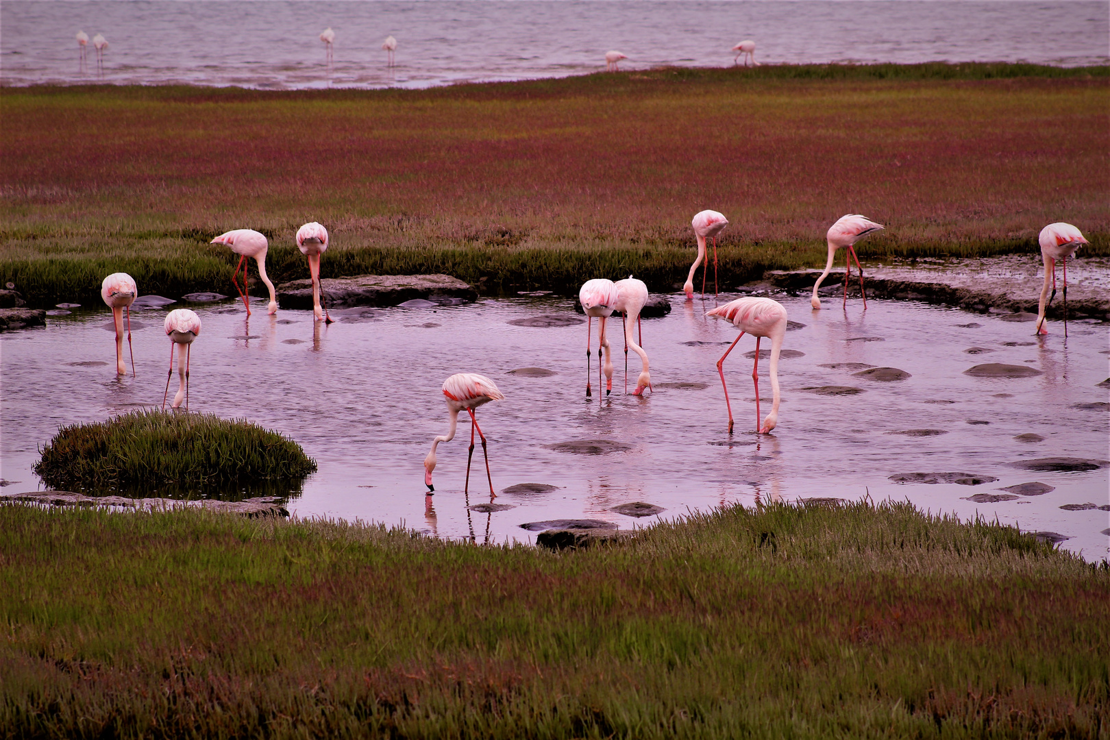 Flamingos im Ebbetuempel