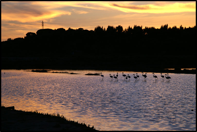 Flamingos im Estuário do Sado