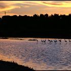 Flamingos im Estuário do Sado