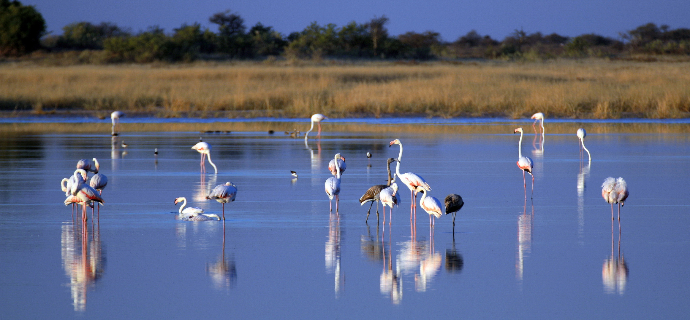 Flamingos im Etosha National Park (Namibia)